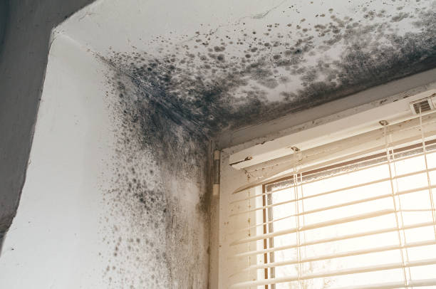 Affordable Mold Remediation solutions in Martinsville, VA
